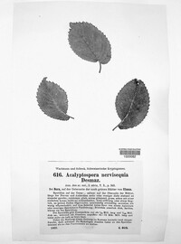 Acalyptospora nervisequi image